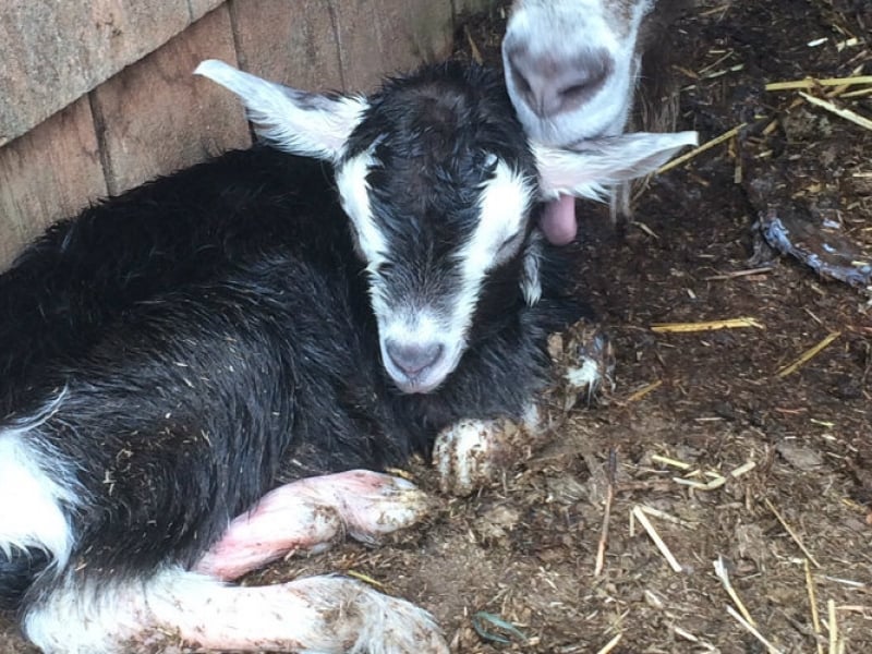Baby goat lies on bed of hay at Orwell Corner