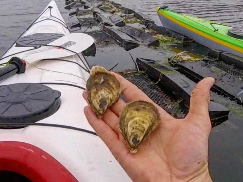 Expérience de kayak pour les amoureux des huîtres