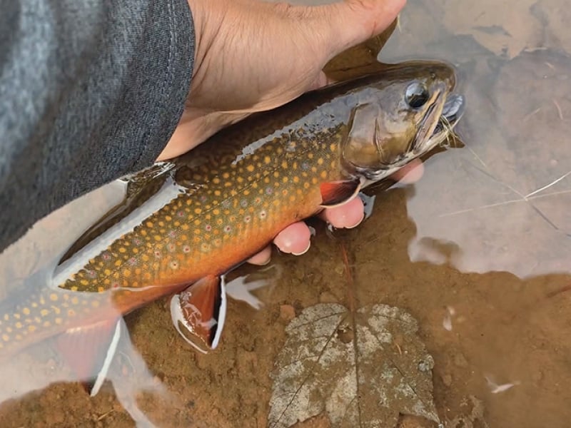 Fly Fish PEI