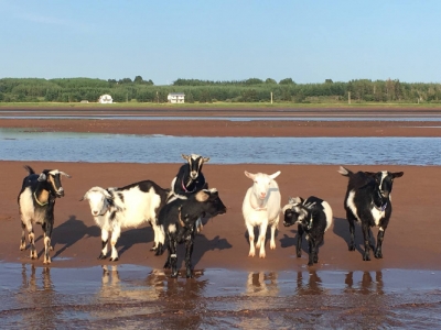 Beach Goats