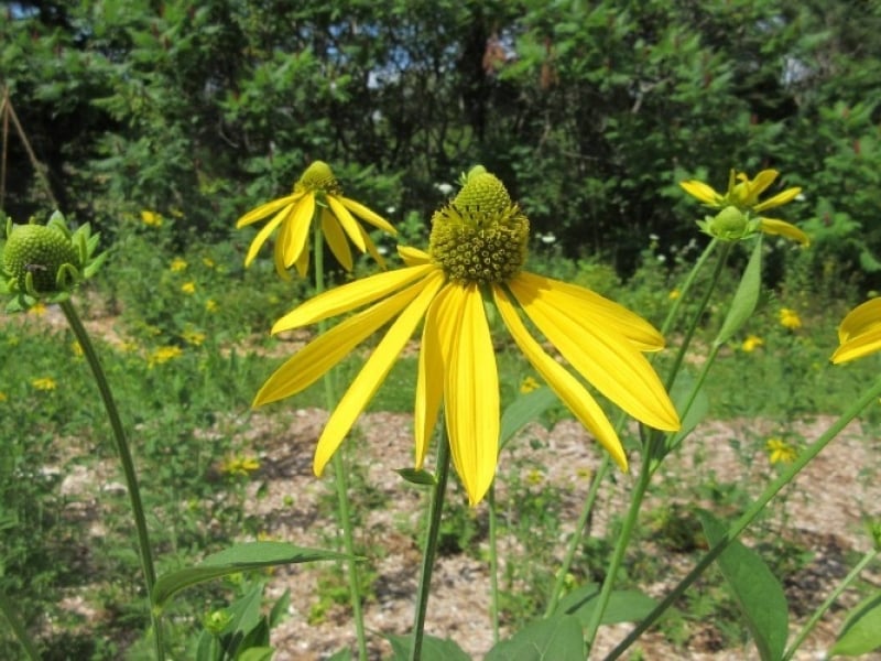 MacPhail Woods Trails