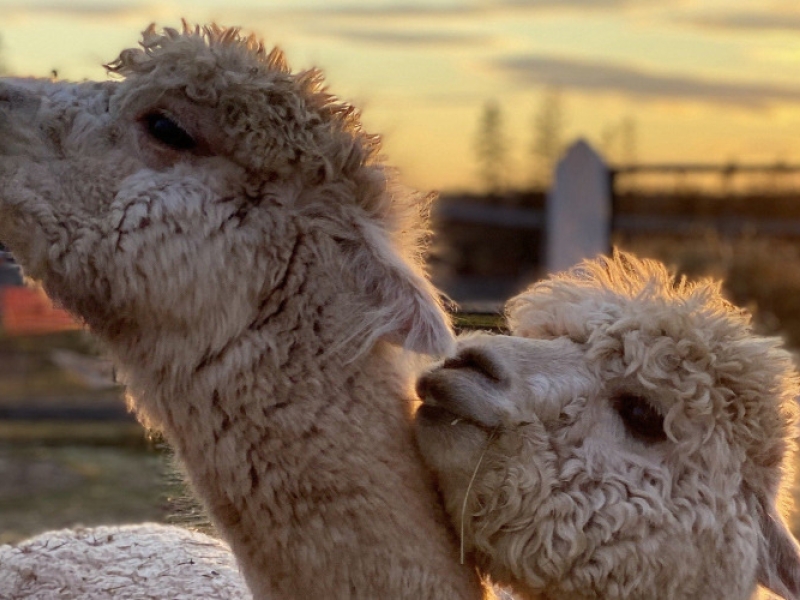 Green Gable Alpacas