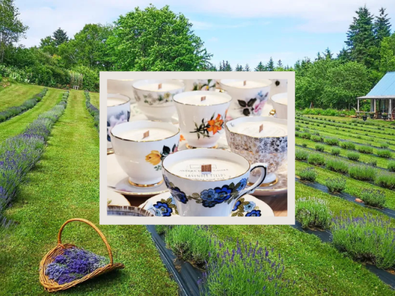 Antique Teacup Candle-Making Workshop & Lavender U-Pick
