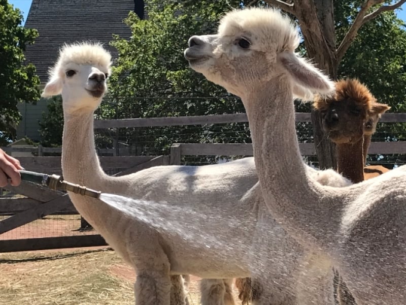 Tales of the Twist: Alpacas from Farm to Yarn