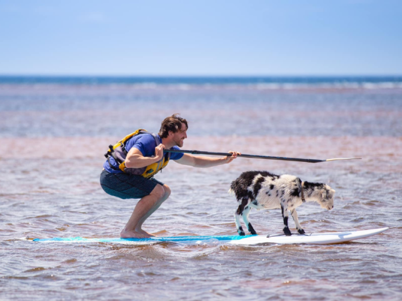 Beach Goats