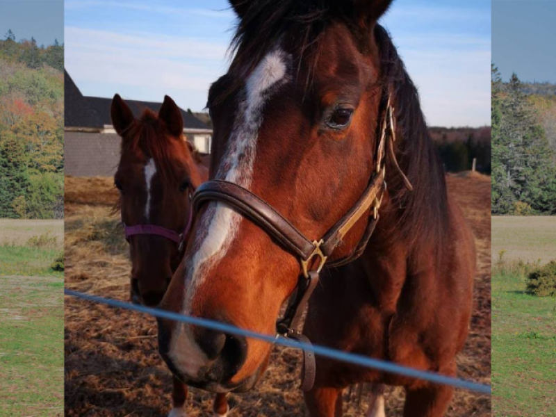 Briggy Bum Farm Equine Rescue
