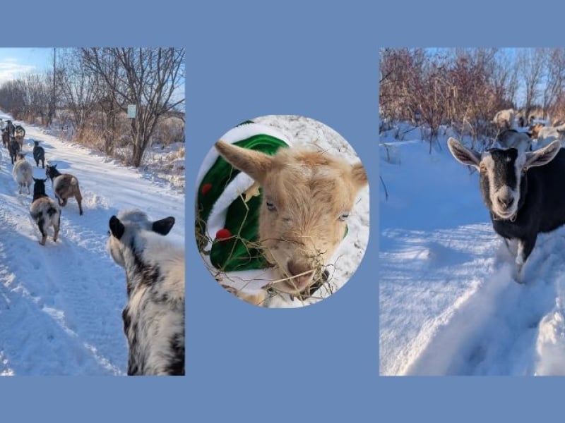 Islander (Sun)Day with Beach Goats