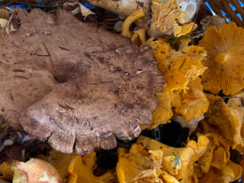 Mushroom Foraging Walk