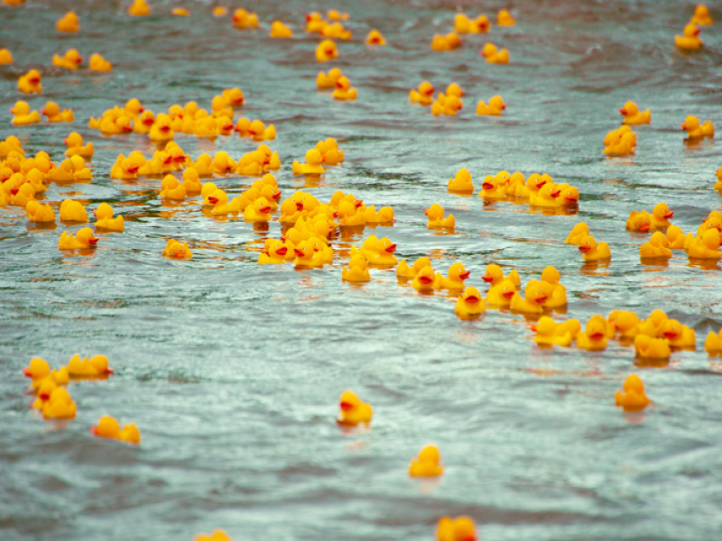 River Rubber Duck Race