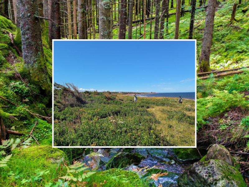 Up West Forest Fest Coastal Walk