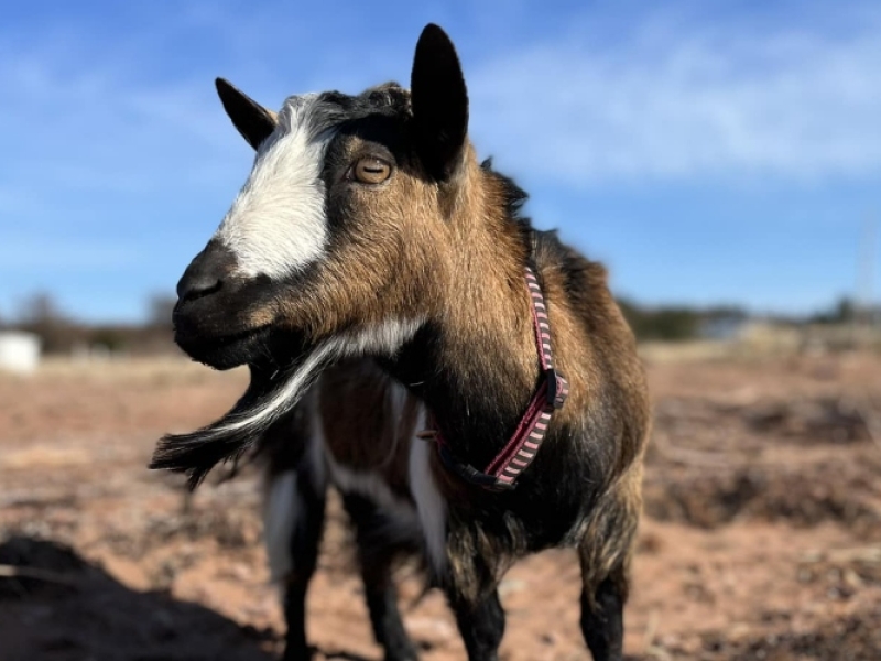 Foraging with Beach Goats