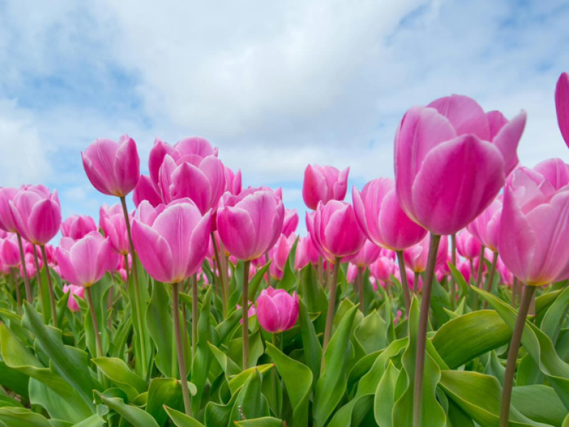 Belfast Tulips