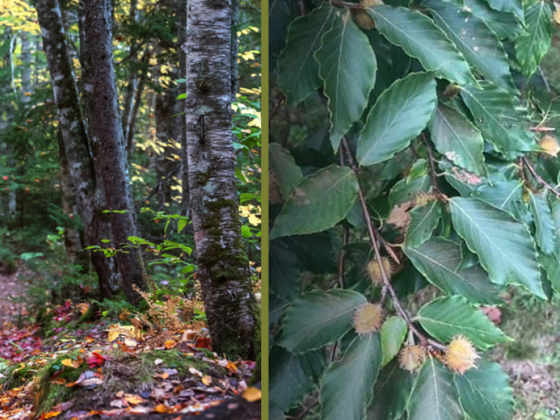 Fall Edible & Medicinal Plant Workshop - Bonshaw