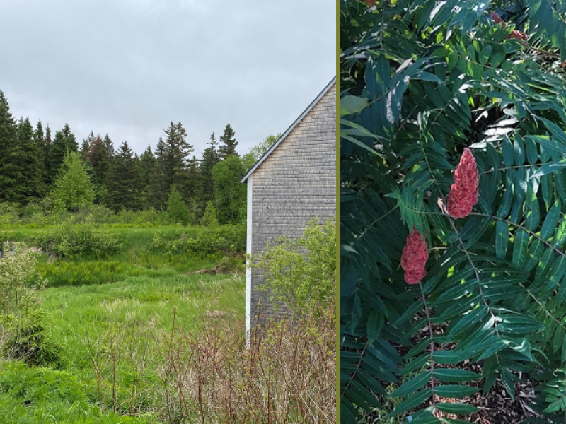 Summer Edible & Medicinal Plant Workshop - Coleman