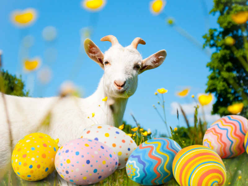 Spring Fling with the Goats
