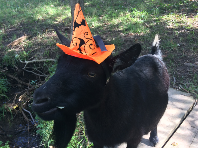 Halloween with the Goats