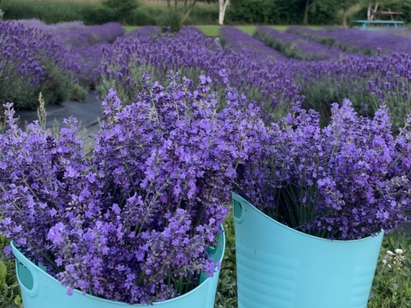 Laughing Lavender U-Pick - Week 1