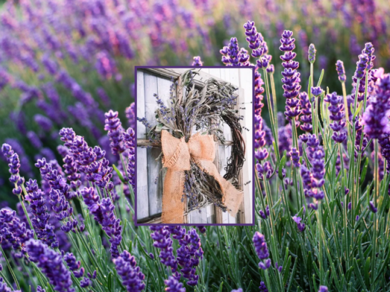 Lavender Wreath Workshop