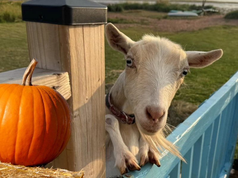 Fall for Goats - Oct 5