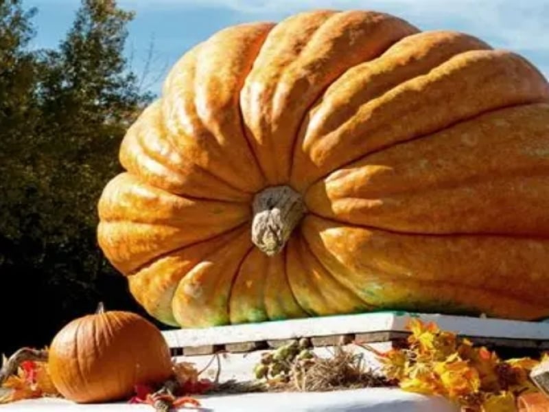 Giant Pumpkin Weigh Off