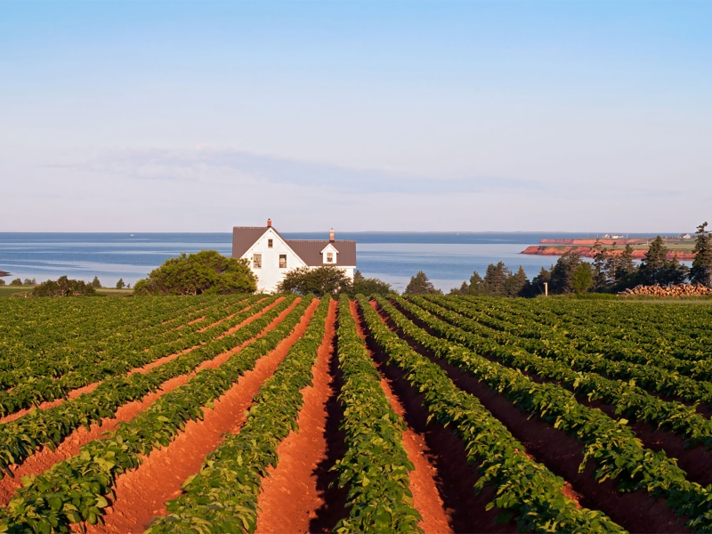 Potato fields, farming, De Sable
