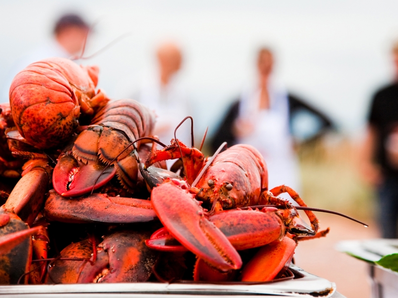 Lobsters, cooked lobster, closeup Lobsters, cooked lobster, closeup