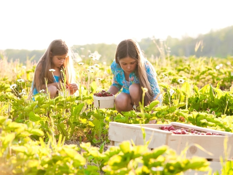 Two young girls pick strawberries in a field