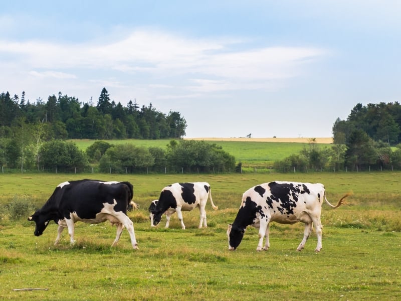 Cows grazing in summer pasture