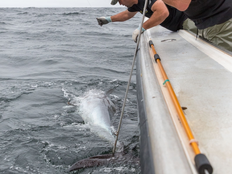 Three persons attempt to pull in a tuna from charter boat