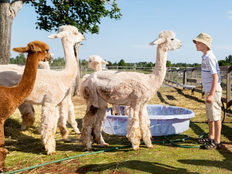 Young boy meets some of the herd at Green Gable Alpacas in Bayside