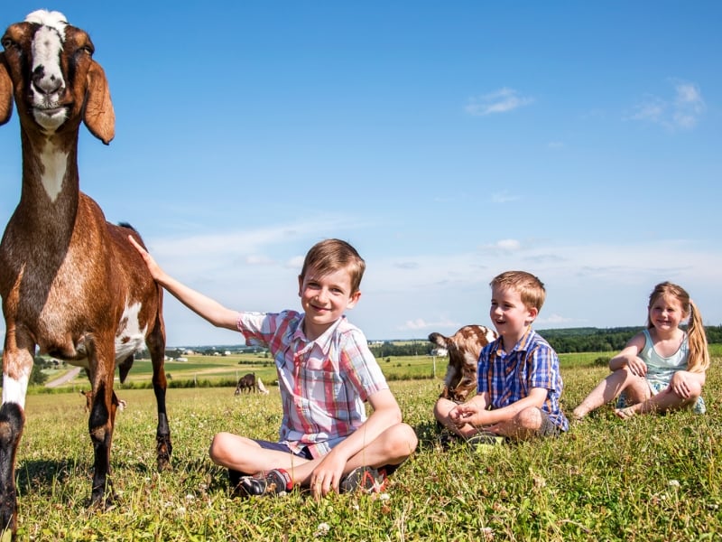 Island Hill Farm, Hampshire, Kids, Goat Island Hill Farm, Hampshire, Kids, Goat