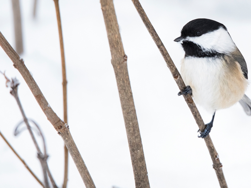 Winter, bird, sticks
