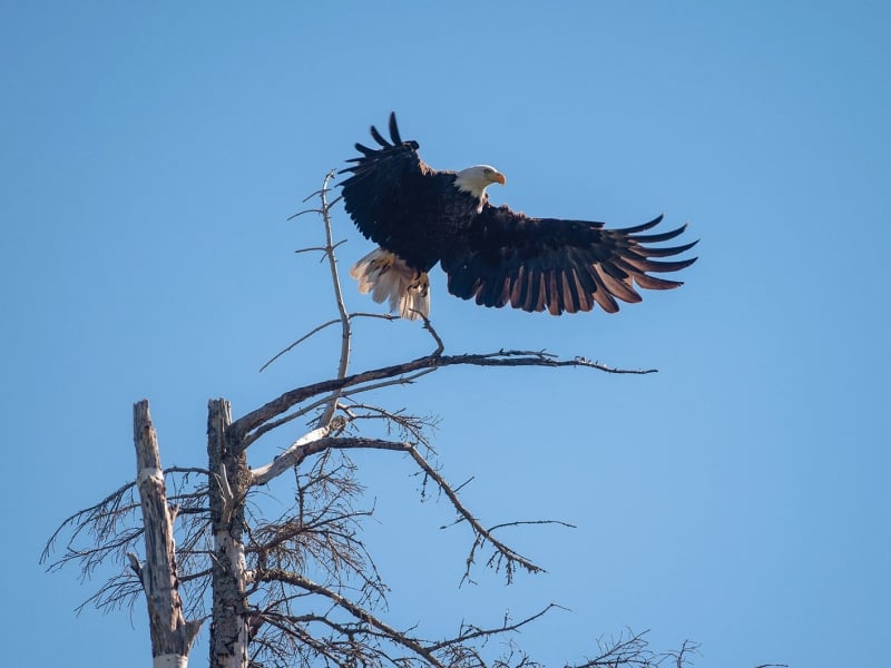 Bald eagle takes flight from tree top