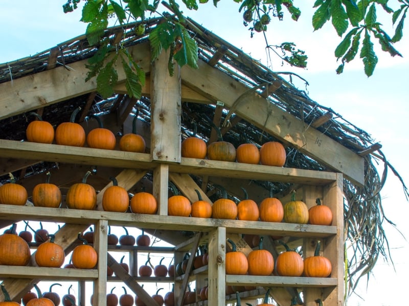 Pumpkin house at Toad Hill Farm