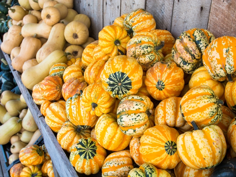 bunches of gourds and squash