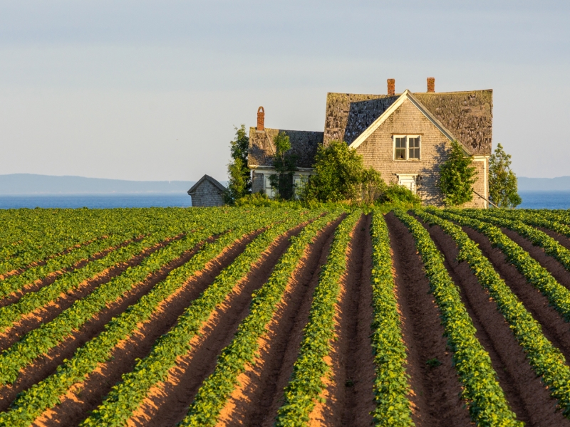 Guernsey Cove, house, fields, day