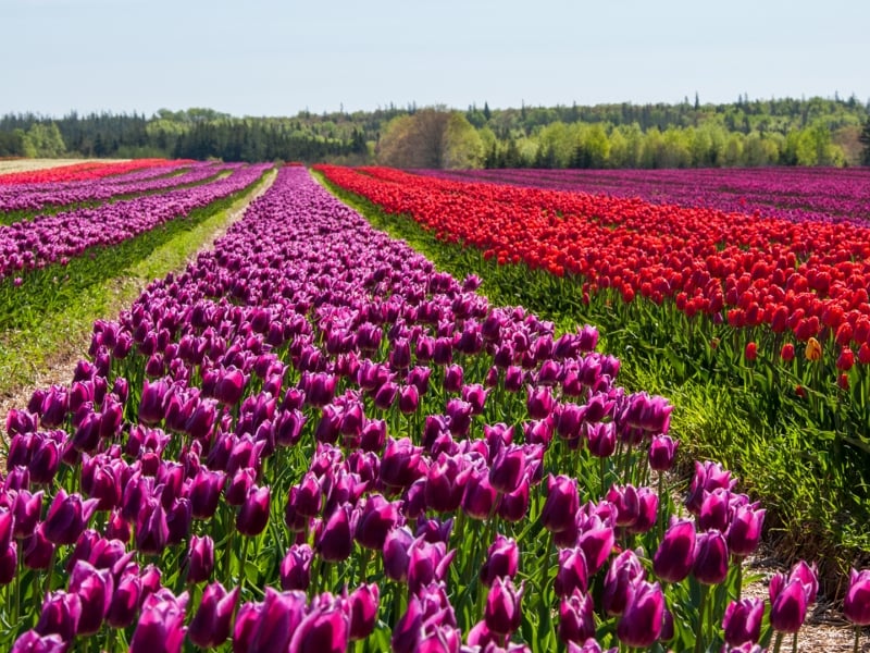 Tulips, Dromore, Vanco, field