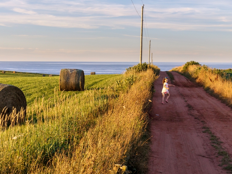 Field, Hay, grass, scenic, road