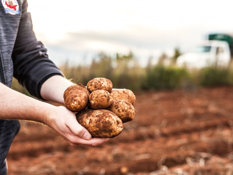 Potato harvesting, red dirt, potato field