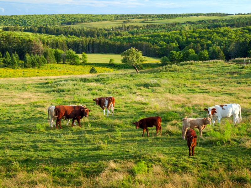 Pleasant Valley, cows, forest Pleasant Valley, cows, forest