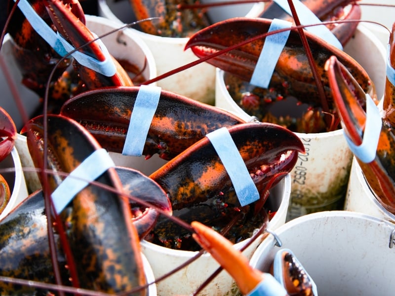 Lobster harvesting, lobsters, claws