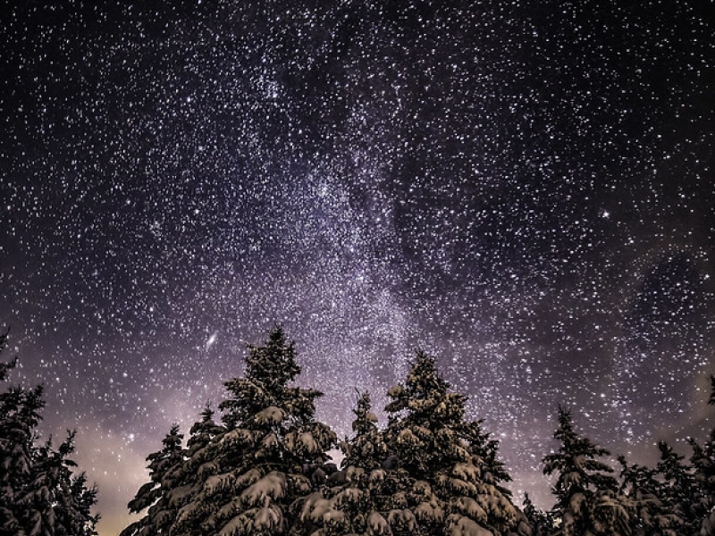 Starry winter night sky with snow covered evergreens below