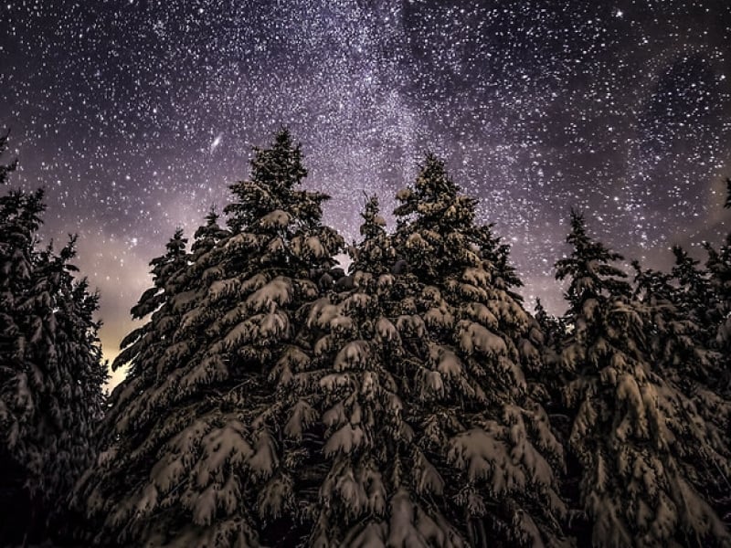 Starry winter night sky with snow covered evergreens below