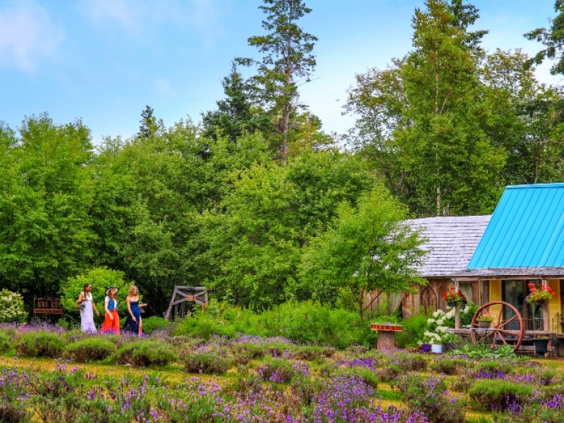 Three women tour the gardens of the Island Lavender Distillery