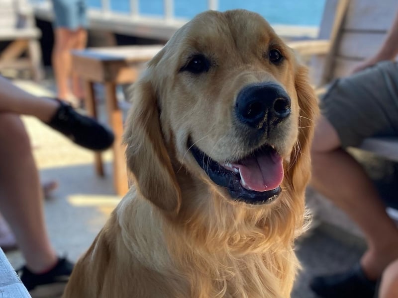 Golden retriever dog in summer