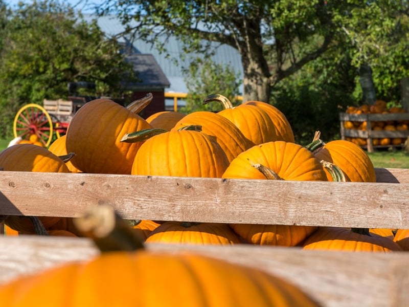 Crate of pumpkins in foreground and barns in background
