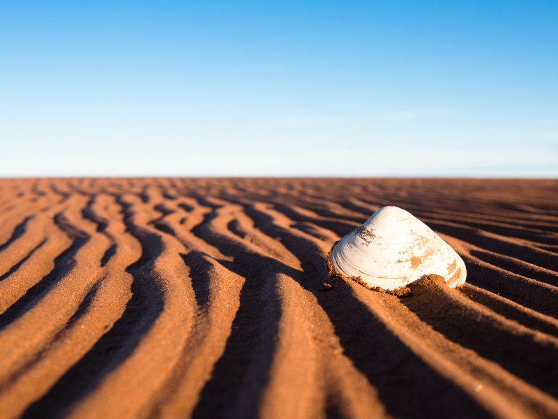 One clam shell in rippled sand on PEI shore