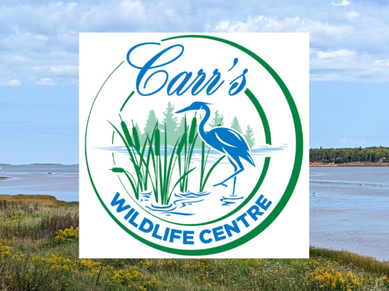 Background image of Stanley River with Carr's Wildlife Centre logo in foreground