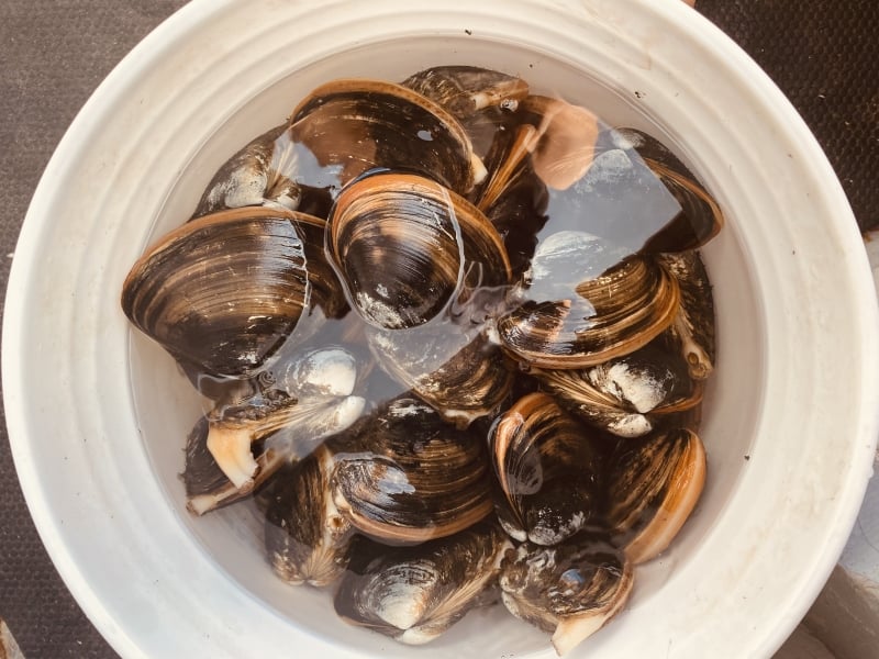 Bucket of bar clams in water