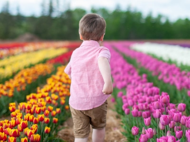 Young child runs through field of tulips